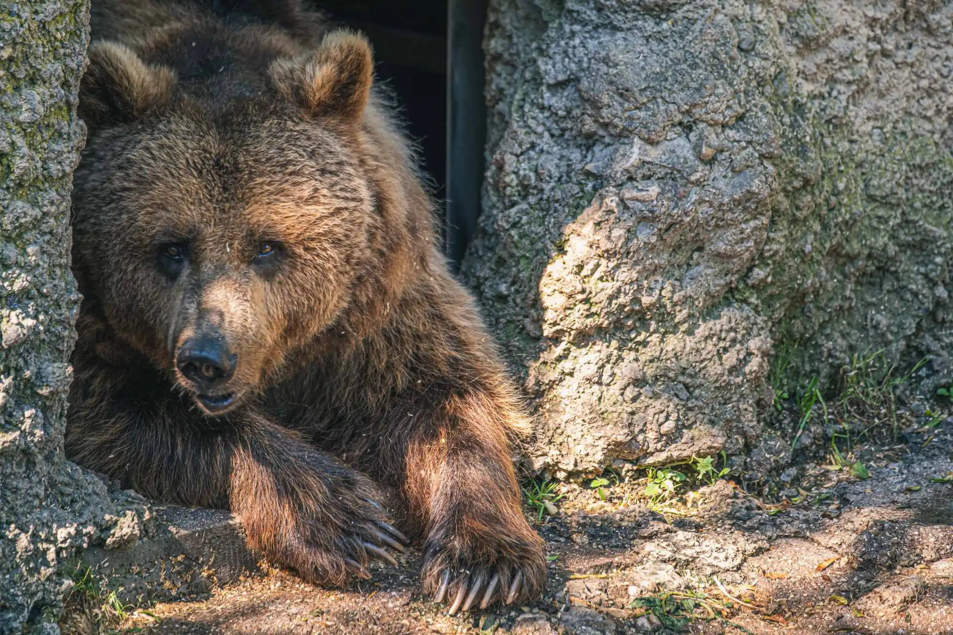 zoo salzburg hellbrunn bear portrait 01
