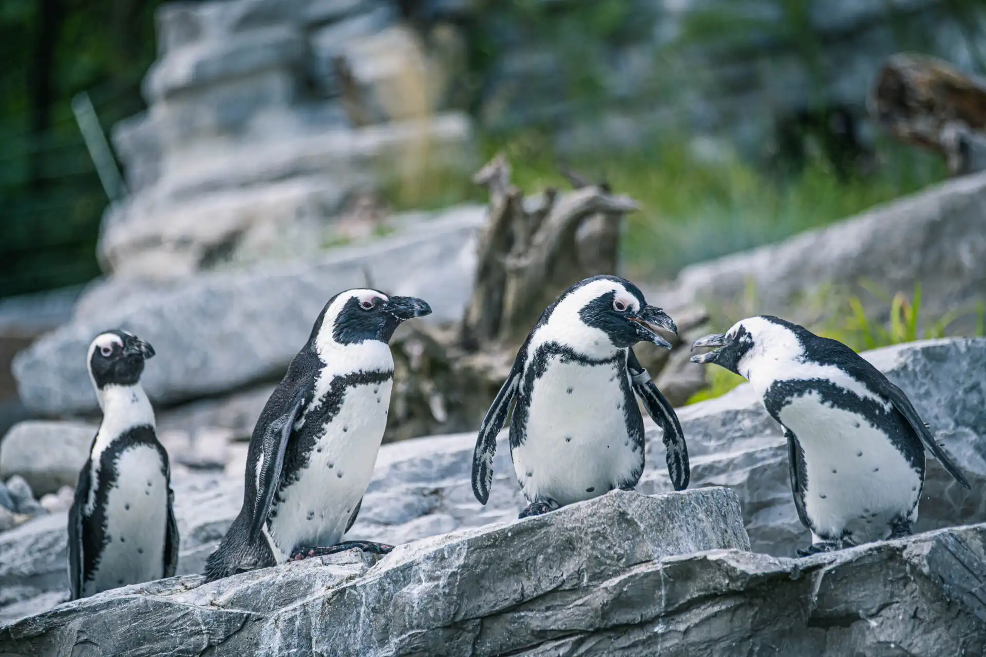 Four African penguins gathered on a rock ledge at Zoo Salzburg Hellbrunn