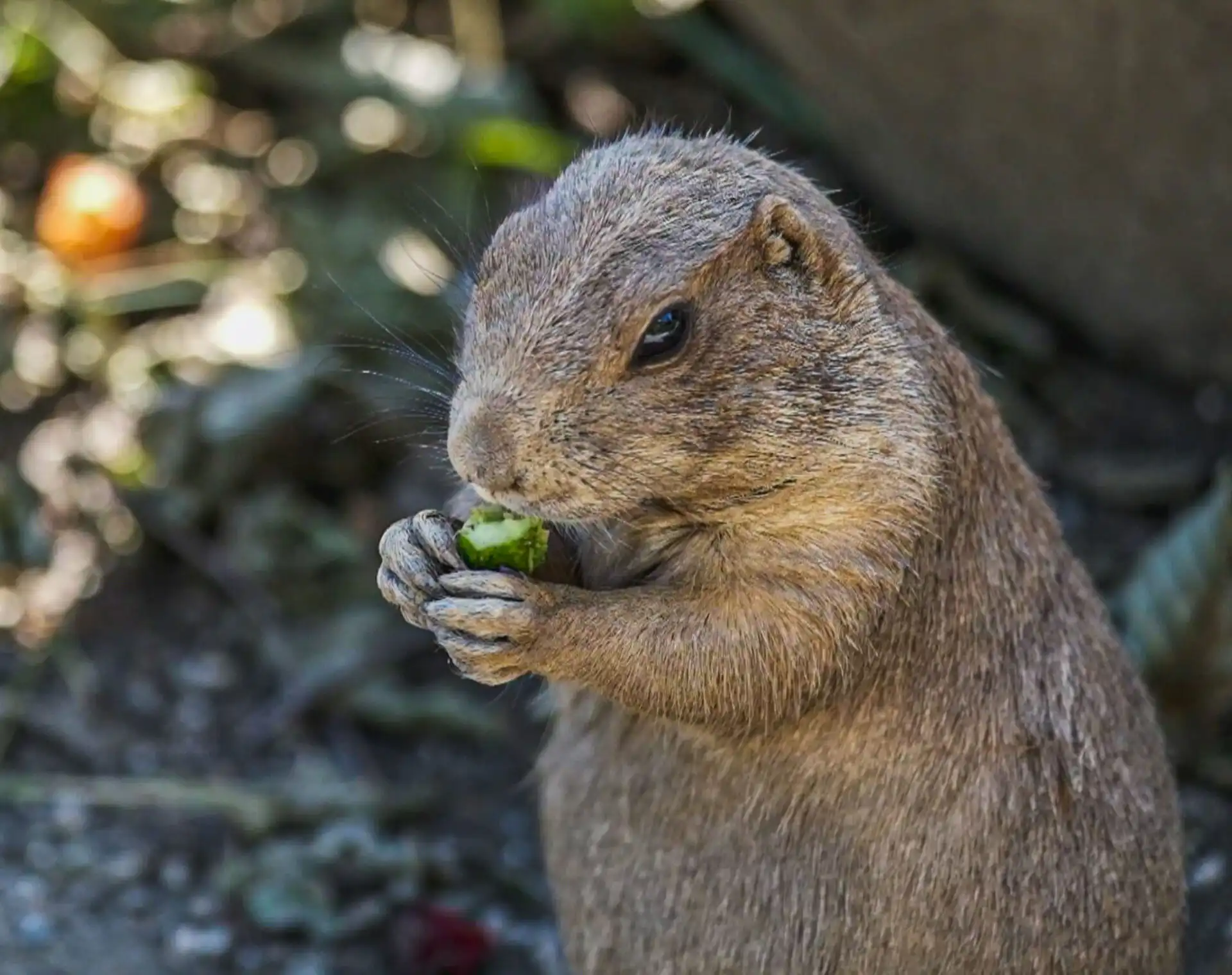 Prairie dogs feeding at Zoo Salzburg Hellbrunn
