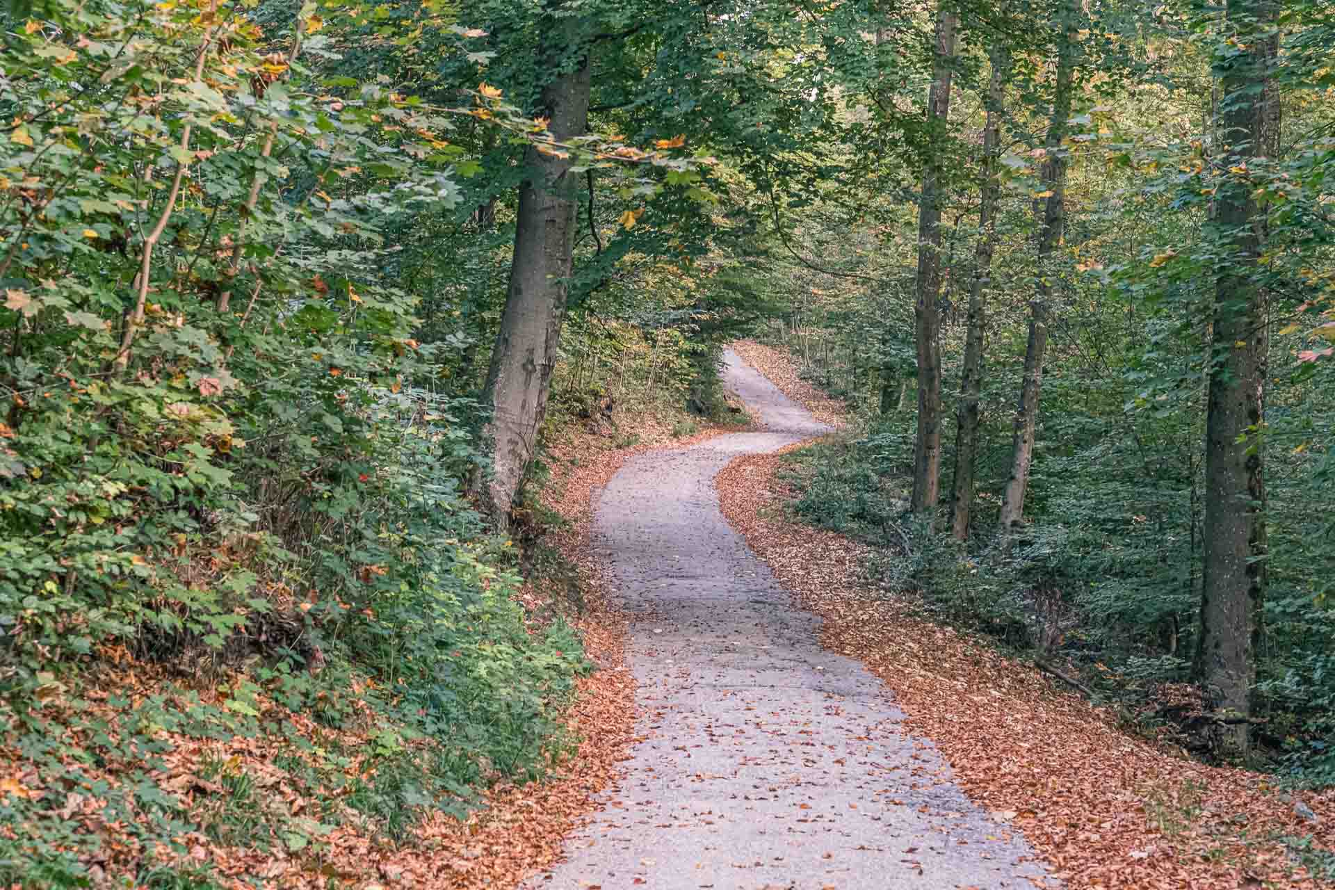 A winding path through a tranquil forest with fallen leaves on the ground.